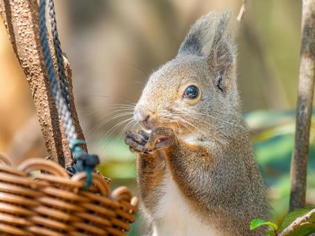 餌を食べるニホンリス 餌を食べるニホンリスの写真