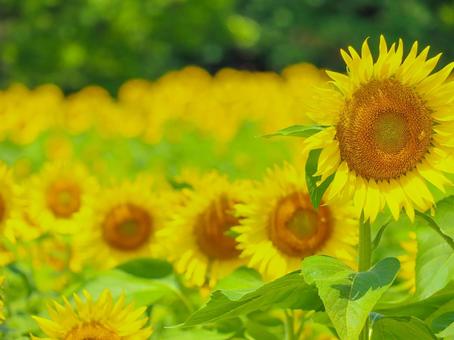Sunflower, JPG Sunflower, JPG