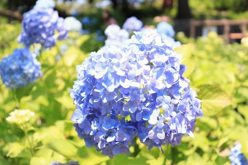 青の紫陽花 青の紫陽花の写真