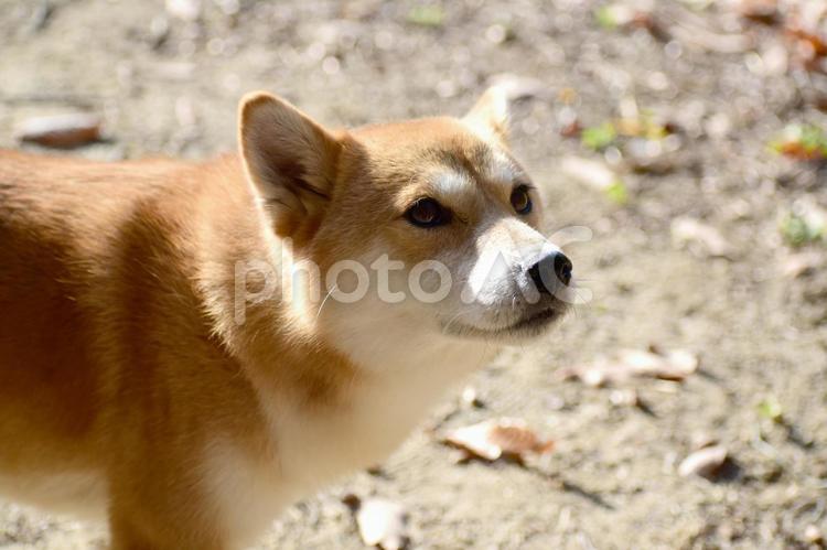 柴犬・見上げる 柴犬,柴,犬の写真素材