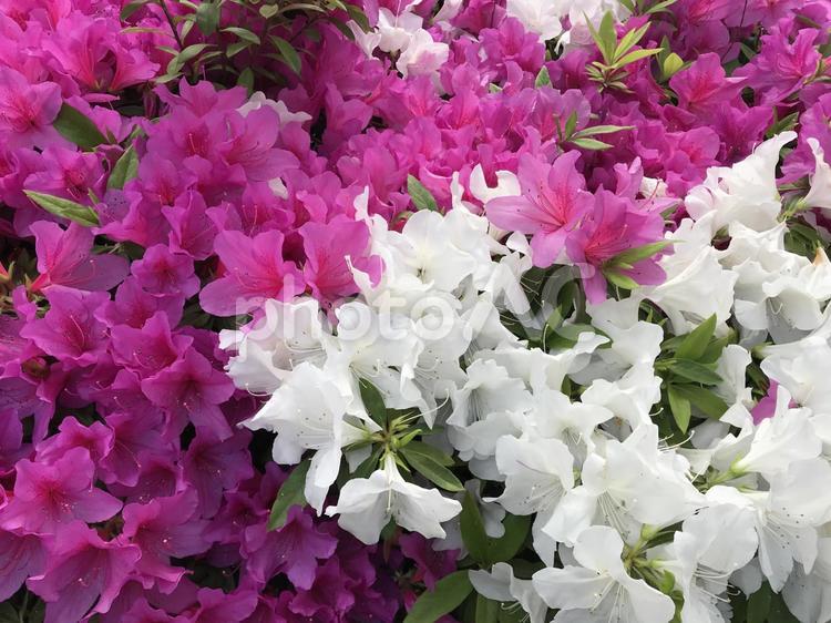 つつじの花(赤と白) 花,自然,庭園の写真素材