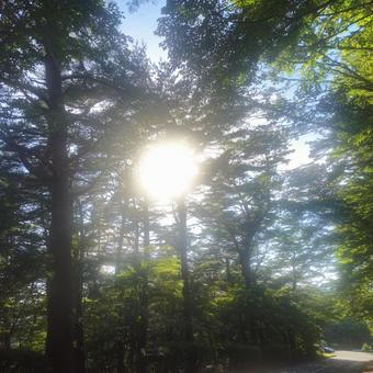Photo, forest, wood, the way, 