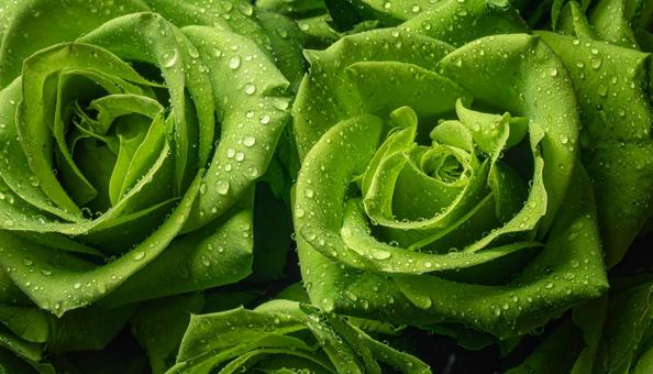 緑色のバラの花に水滴　ビューティー背景の写真