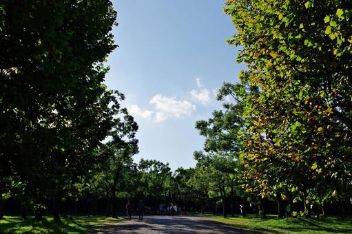秋空と色づく森 紅葉,森,始まりの写真素材