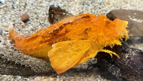 Photo, oniokkoze, yellow, fish, 
