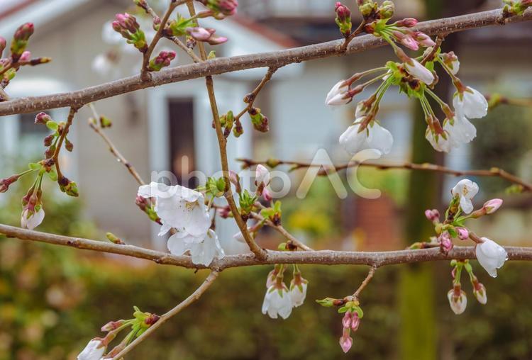 ソメイヨシノ桜ー44 ソメイヨシノ,桜,蕾の写真素材