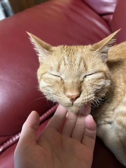 リラックスしてるネコ 茶トラ,動物,かわいいの写真素材