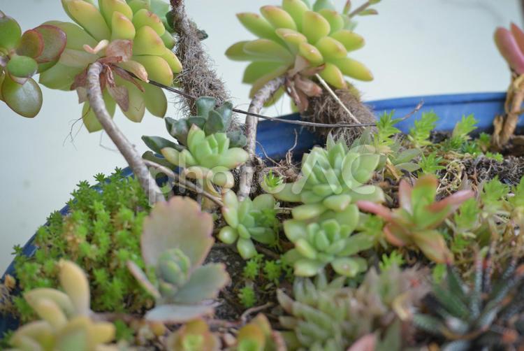多肉寄せ植え 美しい,栽培,寄せ植えの写真素材