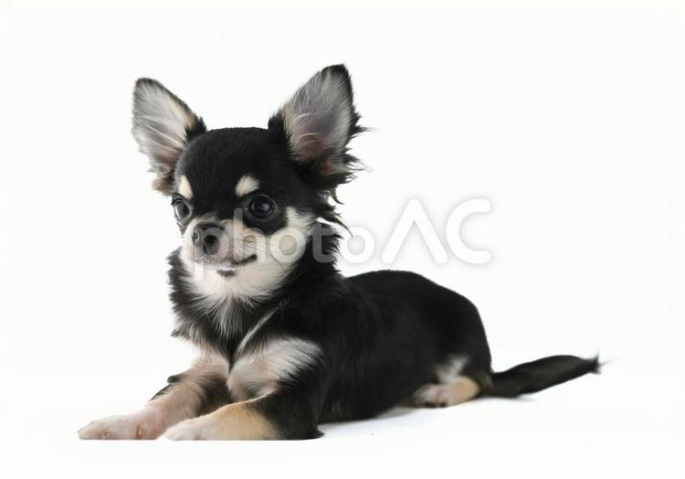 ブラックタンのチワワ【お座り】 チワワ,犬,小型犬の写真素材