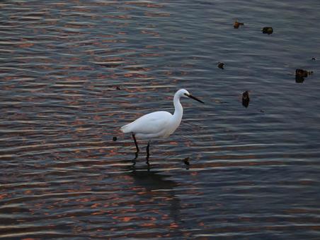 夕暮れの干潟の岩礁にいるサギ サギ,鳥,鷺の写真素材