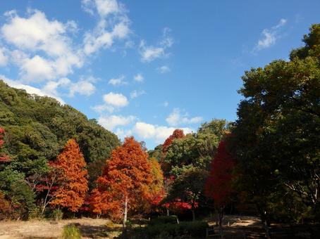 晴れた晩秋の午後のミクルマ池2 モミジ,紅葉,植物の写真素材