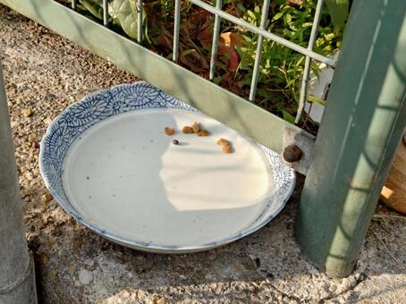 餌付けの痕跡 野良猫,餌付け,地域猫の写真素材