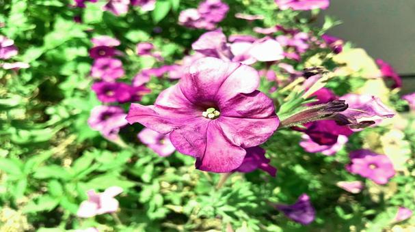 日差しに映える美しい紫の花 日差しに映える美しい紫の花 花,紫,自然の写真素材