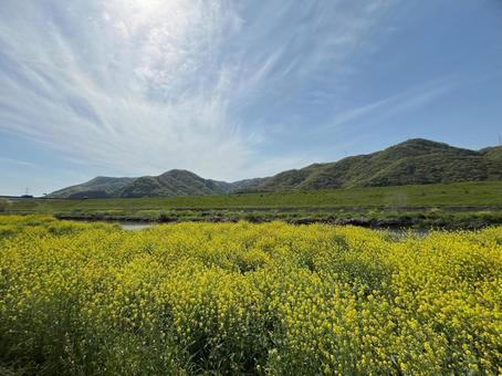 【花の写真】菜の花が咲く風景 【花の写真】菜の花が咲く風景の写真