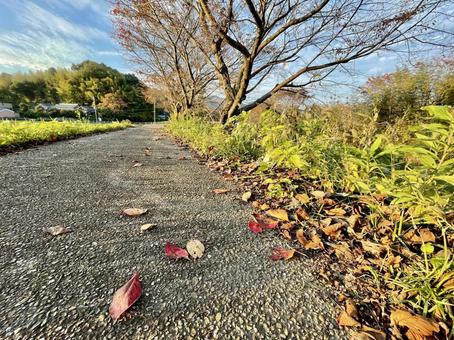 桜の冬木と赤く色づいた落ち葉 落葉,落ち葉,葉っぱの写真素材