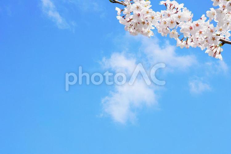 青空と桜木 さくら,桜,桜の花の写真素材