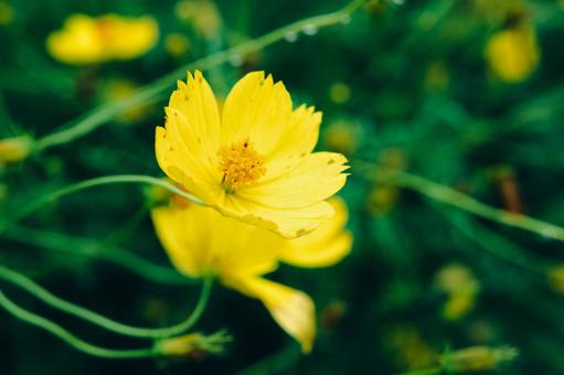 キバナコスモス キバナコスモスの写真