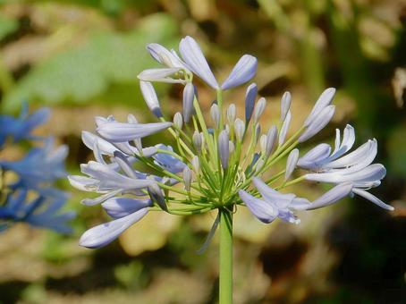 Photo, agapanthus, purple clam, blue, 