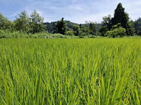 夏の水田 夏の水田の写真