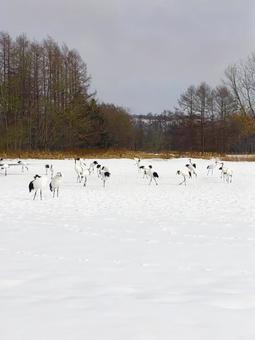 雪と鳥 雪と鳥 鳥,雪,北海道の写真素材