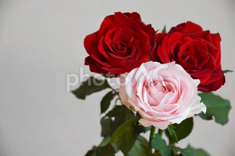赤とピンクの薔薇 ばら,ピンク,薔薇の写真素材