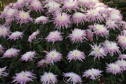 和菊 和菊の写真
