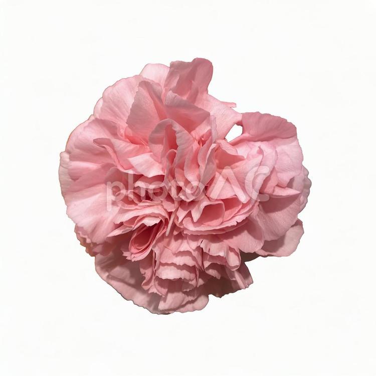 画像素材　カーネーション　ピンク カーネーション,ピンク,切り抜きの写真素材
