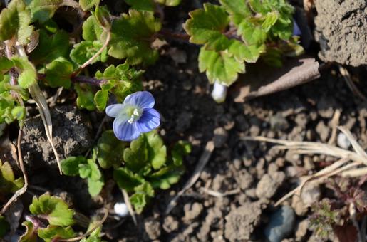 オオイヌノフグリの花1 オオイヌノフグリの花1の写真