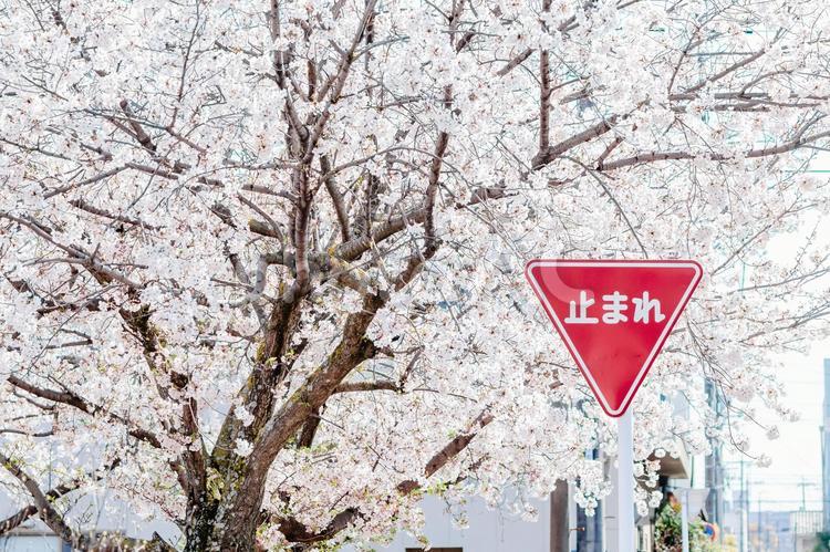 満開のソメイヨシノと「止まれ」の標識 桜,ソメイヨシノ,春の写真素材