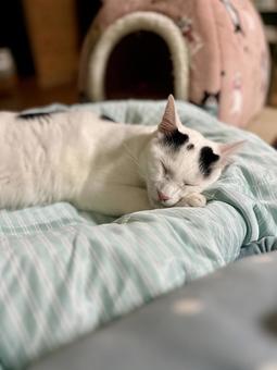 Oto-chan's arm pillow, JPG