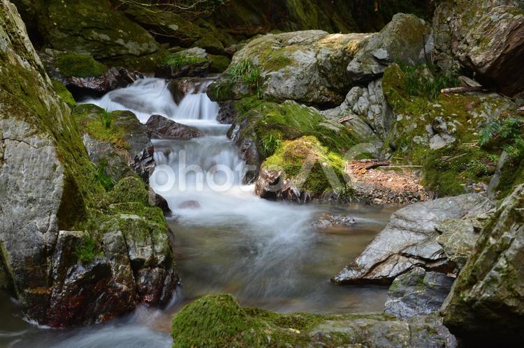 森の中を流れる小川の風景 小川,沢,渓流の写真素材