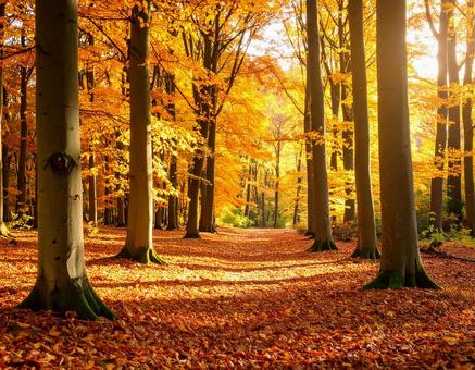 紅葉 秋色に染まった森の中3 紅葉 秋色に染まった森の中3の写真