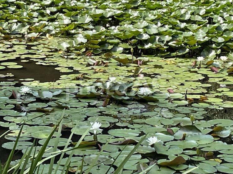 石神井公園の蓮の花 石神井公園,蓮,池の写真素材