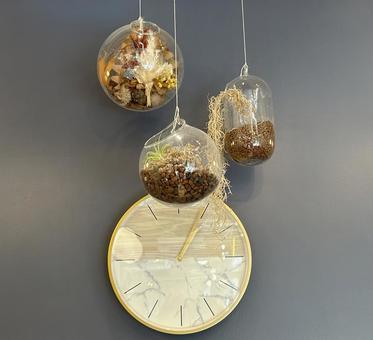 壁掛時計とハンキングテラリウム 室内装飾,壁掛時計,エアプランツの写真素材