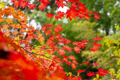 秋の磊々峡(38) 秋,モミジ,紅葉の写真素材