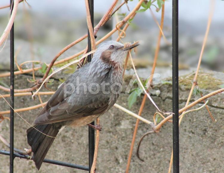 巣材を採るヒヨドリ ヒヨドリ,鳥,野鳥の写真素材