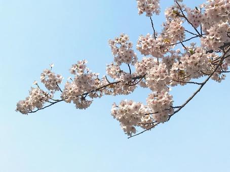 空と満開の桜1 空と満開の桜1の写真