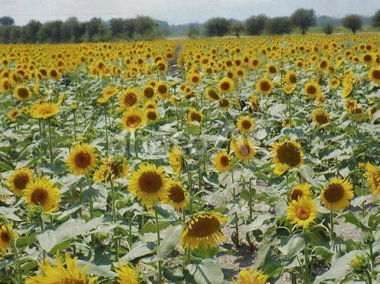 【花の写真】ひまわり畑 ヒマワリ,向日葵,植物の写真素材