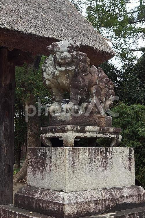 パワースポット　滋賀県　蜊江神社⑦　狛犬 パワースポット,滋賀県,蜊江神社の写真素材