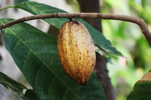 カカオ６（咲くやこの花館） カカオ,咲くやこの花館,鶴見緑地の写真素材