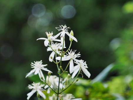 センニンソウ 仙人草,白,キンポウゲ科センニンソウ属の写真素材
