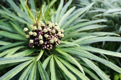 緑の葉に囲まれた丸い小さな花 植物,花,葉の写真素材