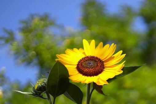太陽の花明るい気持ちになる向日葵の写真