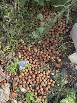 大量に落ちているどんぐり 大量に落ちているどんぐり どんぐり,団栗,大量の写真素材