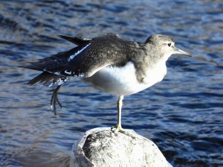 ポーズをとるイソシギ 鳥,野鳥,イソシギの写真素材
