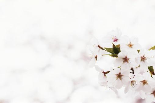 桜とテキストスペース 桜とテキストスペース 桜,風景,美しいの写真素材