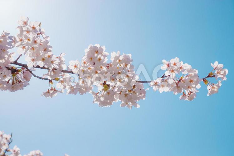満開の桜と青空 桜,さくら,サクラの写真素材