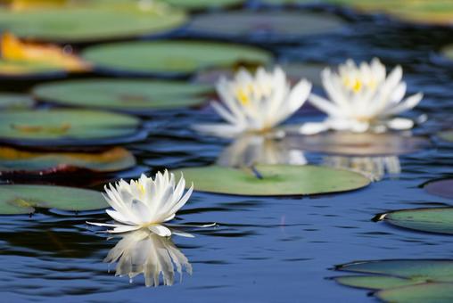 Water lily flowers floating in a pond, JPG