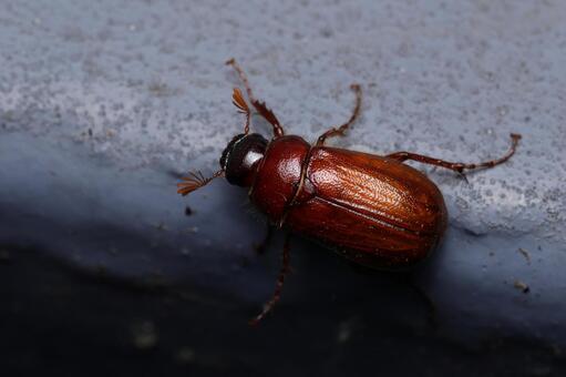 ナガチャコガネ？ ナガチャコガネ,ビロウドコガネ,コガネムシの写真素材