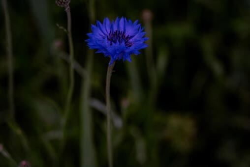神秘的な青い花 花,青い花,ヤグルマギクの写真素材